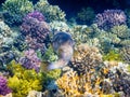 huge spot fin porcupinefishÃÂ hovering very slow over colorful coralreef in egypt